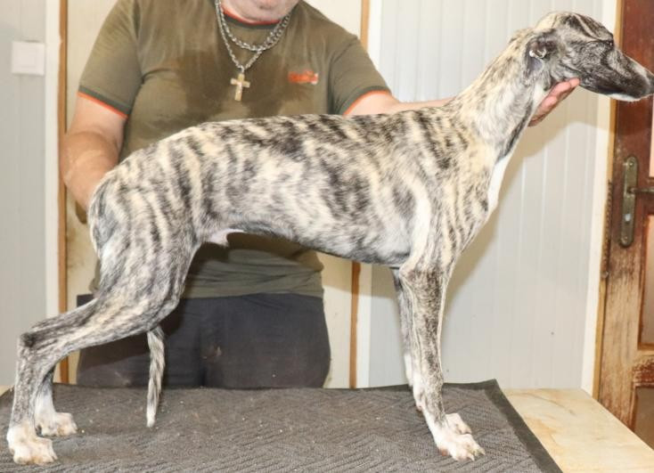 von Hoëhenzoller - Chiots disponibles - Whippet