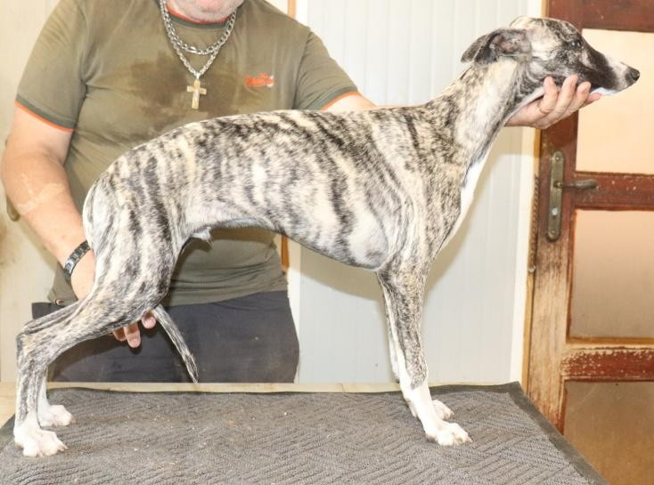 von Hoëhenzoller - Chiots disponibles - Whippet
