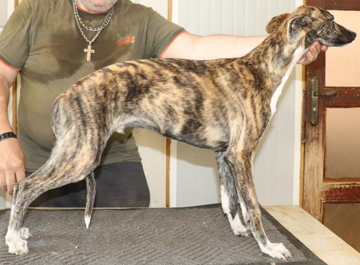 von Hoëhenzoller - Chiots disponibles - Whippet