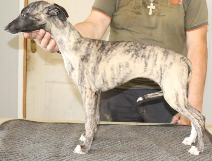 von Hoëhenzoller - Chiots disponibles - Whippet