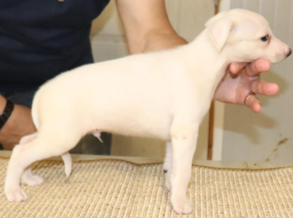 von Hoëhenzoller - Chiots disponibles - Whippet