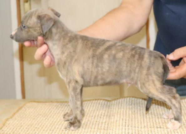 von Hoëhenzoller - Chiots disponibles - Whippet