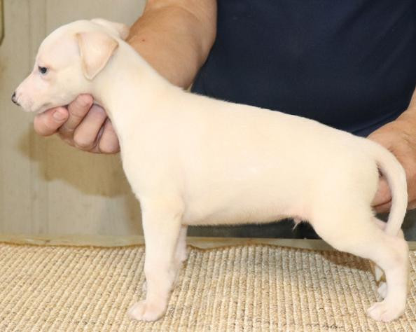 von Hoëhenzoller - Chiots disponibles - Whippet
