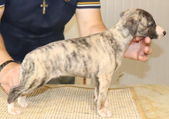 von Hoëhenzoller - Chiots disponibles - Whippet