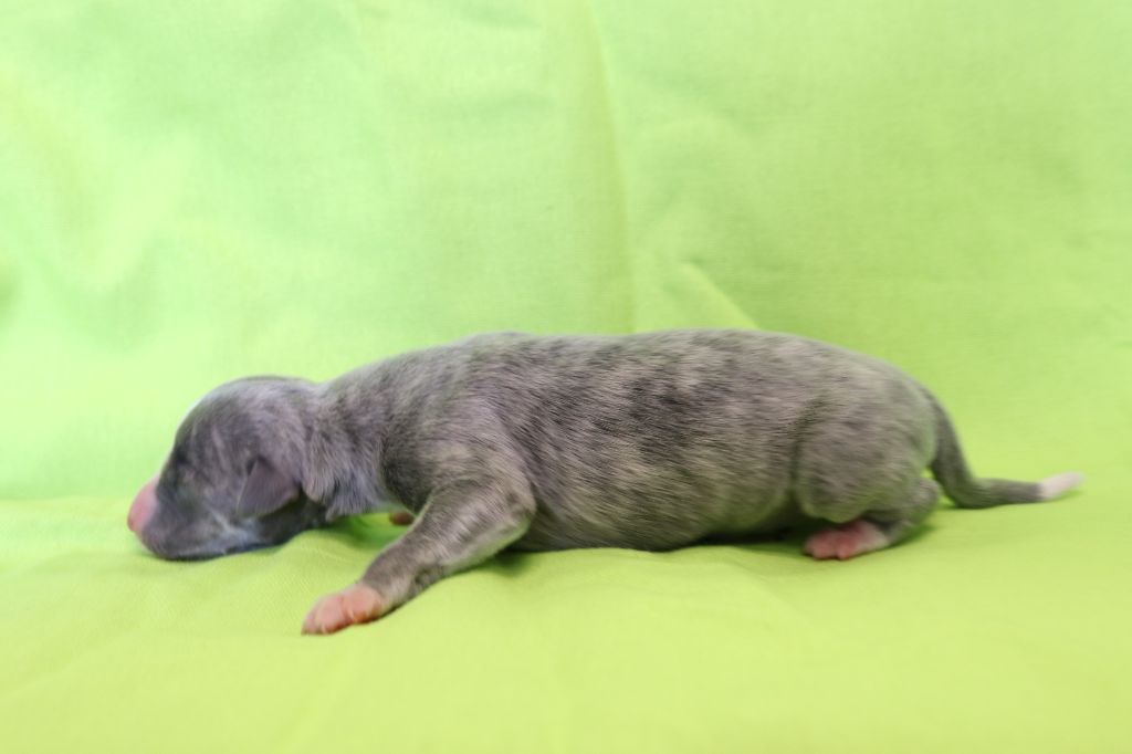 von Hoëhenzoller - Chiots disponibles - Whippet