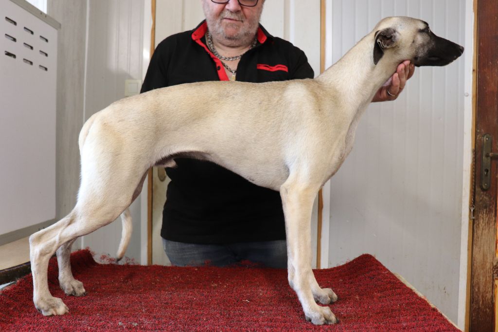 von Hoëhenzoller - Chiots disponibles - Whippet
