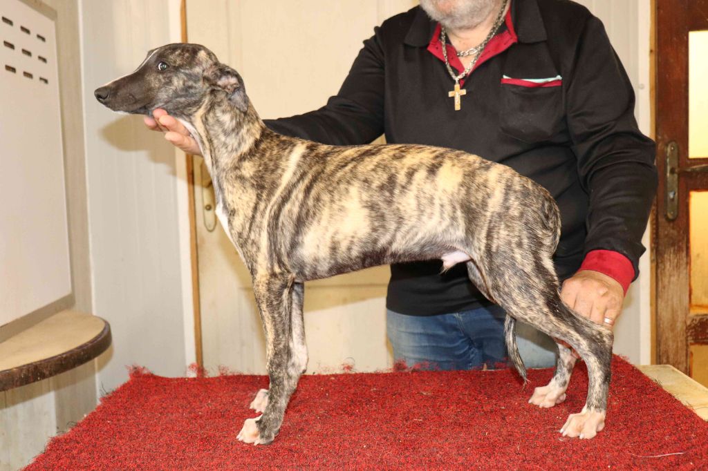 von Hoëhenzoller - Chiots disponibles - Whippet