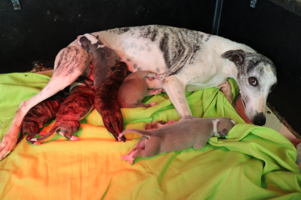 von Hoëhenzoller - Whippet - Portée née le 20/07/2025