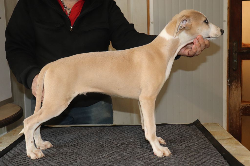 von Hoëhenzoller - Chiots disponibles - Whippet