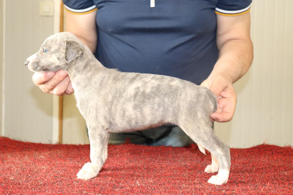 von Hoëhenzoller - Chiots disponibles - Whippet
