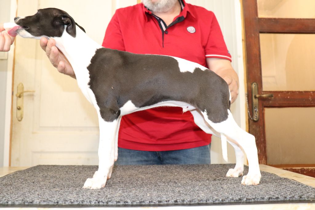 Chiot Whippet von Hoëhenzoller