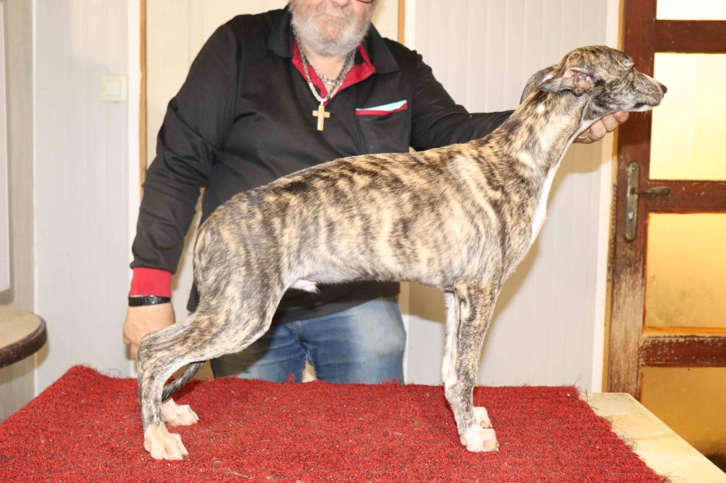 von Hoëhenzoller - Chiots disponibles - Whippet