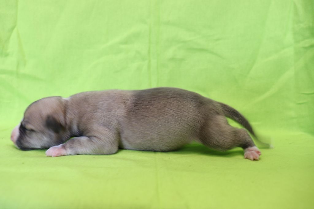von Hoëhenzoller - Chiots disponibles - Whippet