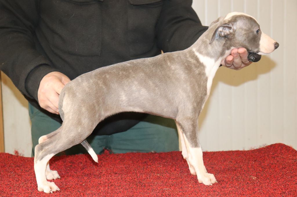 von Hoëhenzoller - Chiots disponibles - Whippet