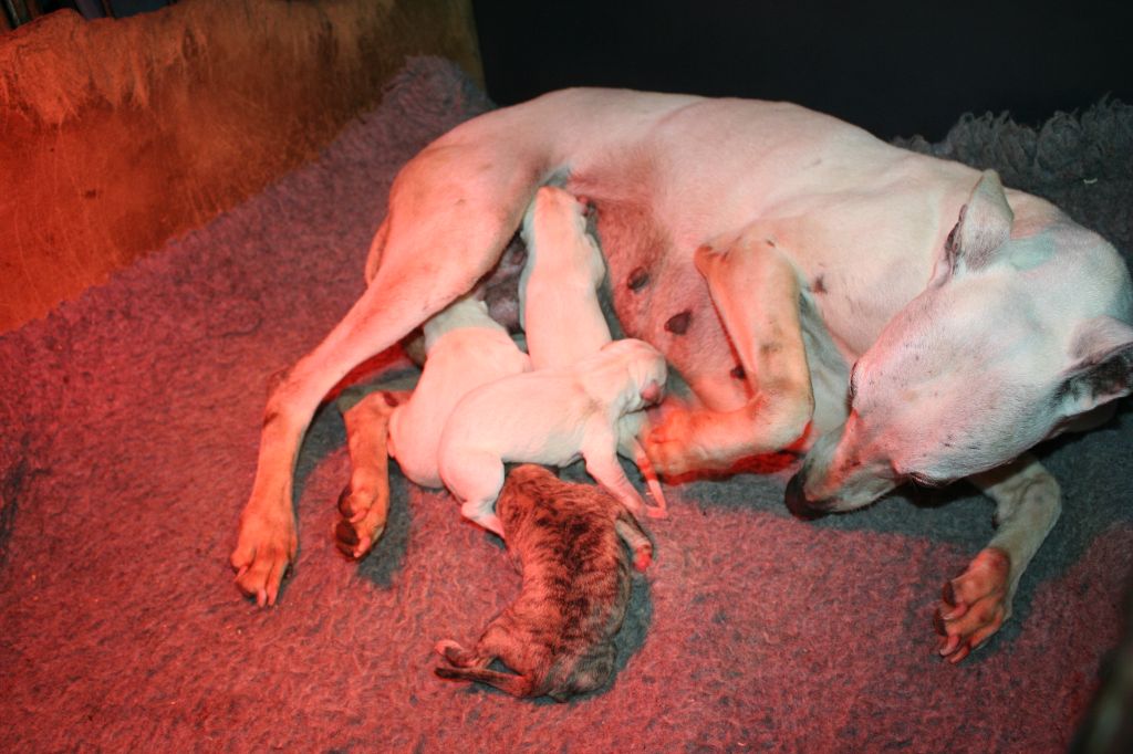 Chiot Whippet von Hoëhenzoller