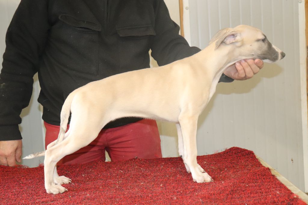 von Hoëhenzoller - Chiots disponibles - Whippet