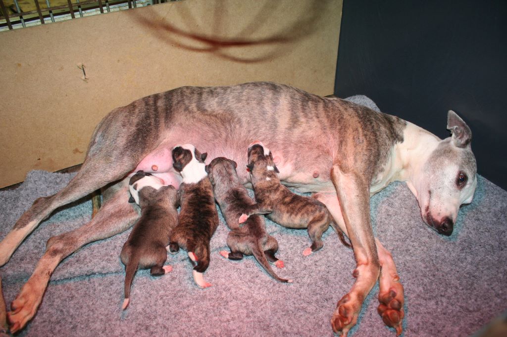 Chiot Whippet von Hoëhenzoller