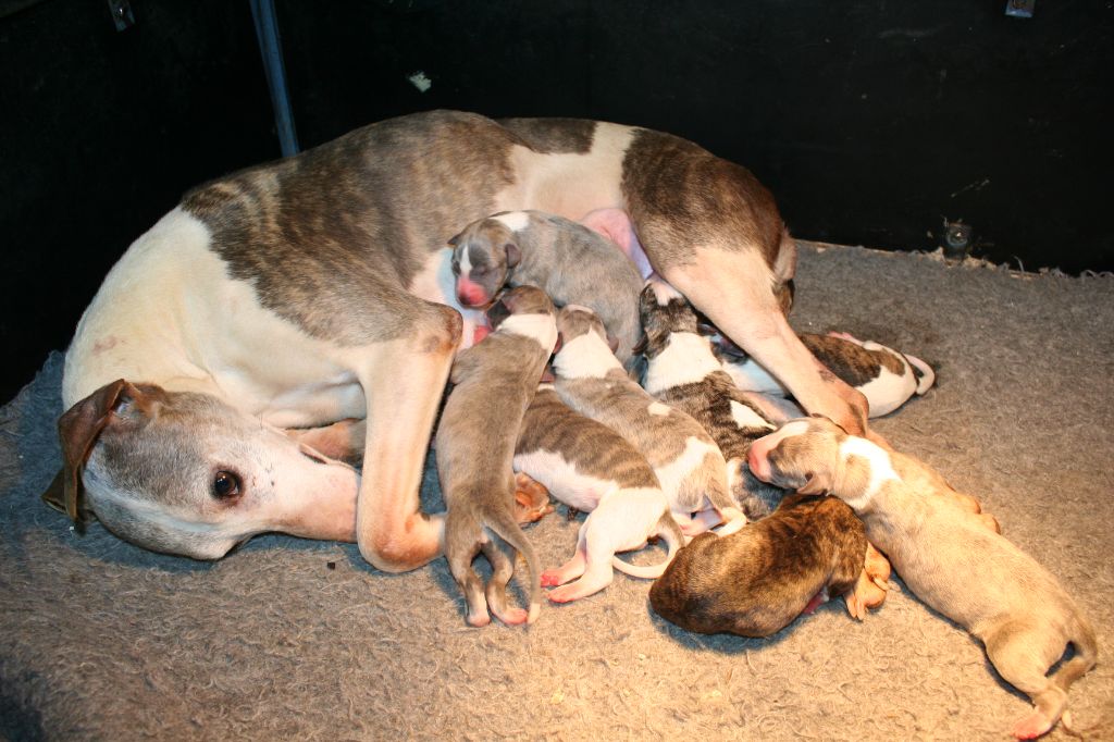 Chiot Whippet von Hoëhenzoller