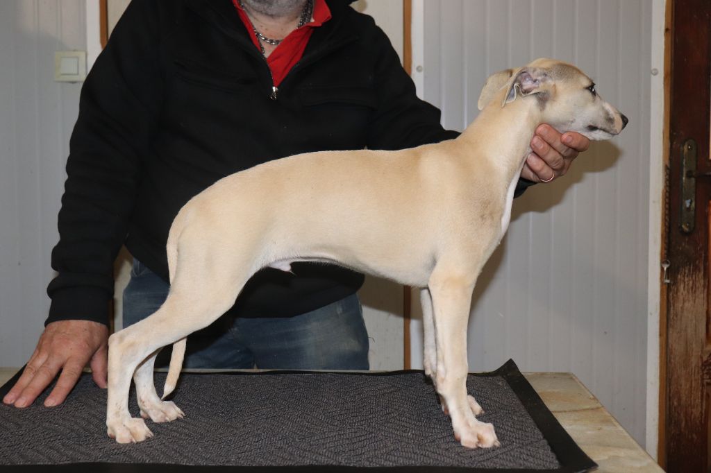 von Hoëhenzoller - Chiots disponibles - Whippet