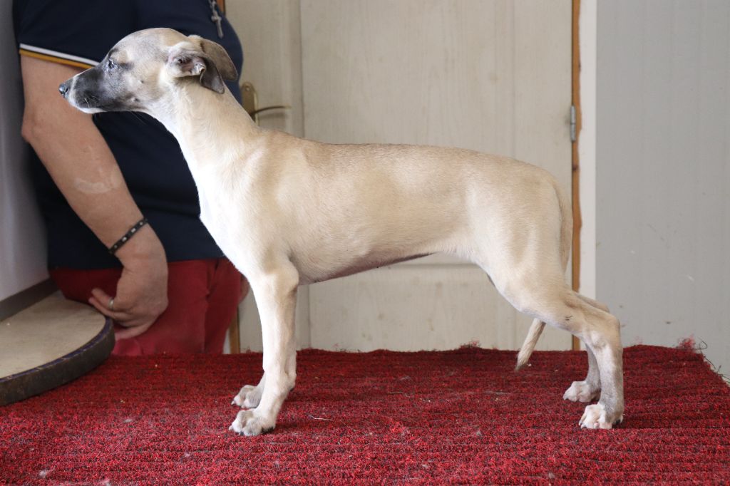 von Hoëhenzoller - Chiots disponibles - Whippet