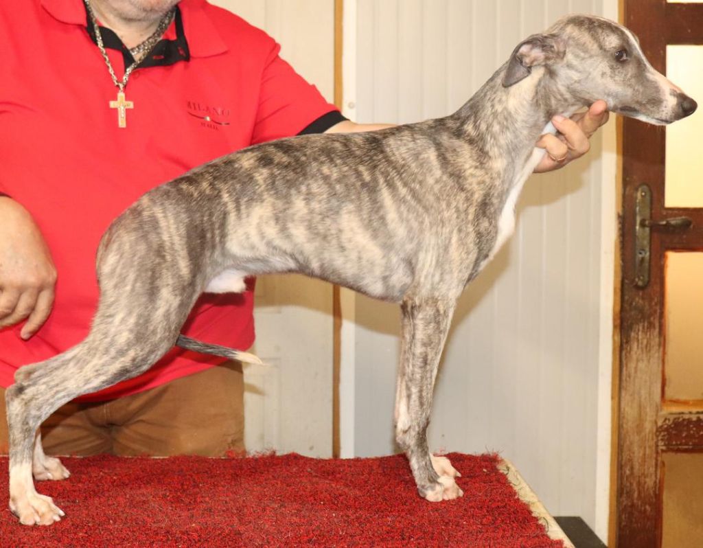 von Hoëhenzoller - Chiots disponibles - Whippet