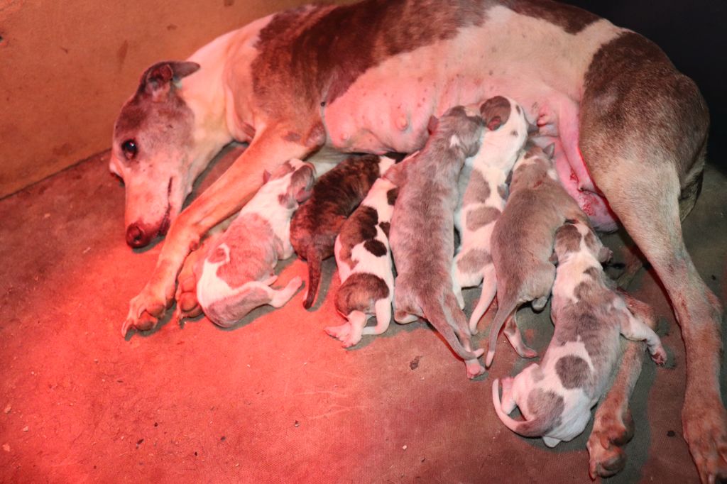 Chiot Whippet von Hoëhenzoller