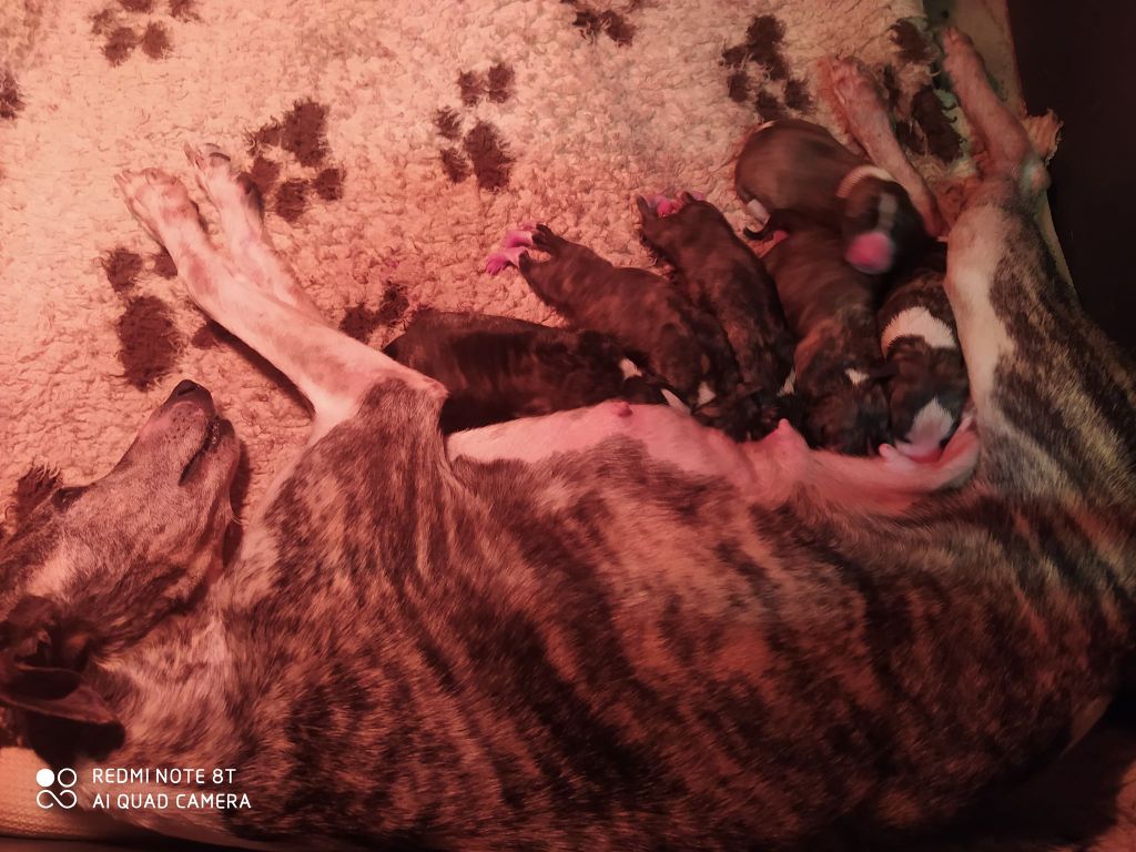 Chiot Whippet von Hoëhenzoller