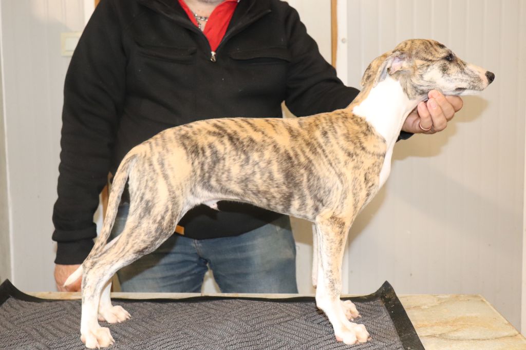 von Hoëhenzoller - Chiots disponibles - Whippet