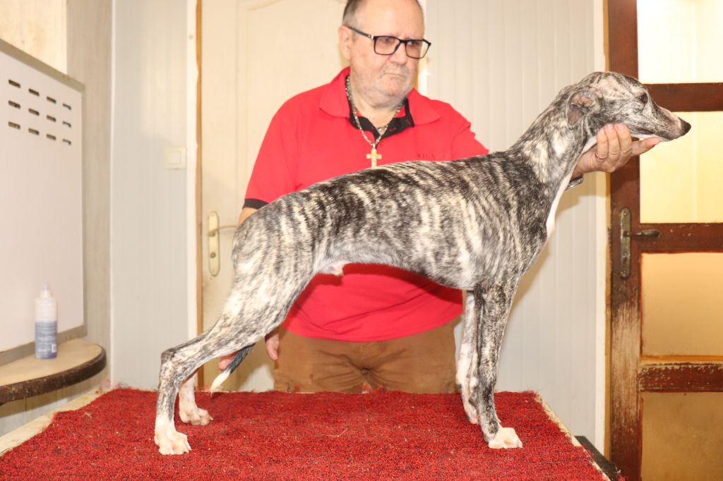 von Hoëhenzoller - Chiots disponibles - Whippet