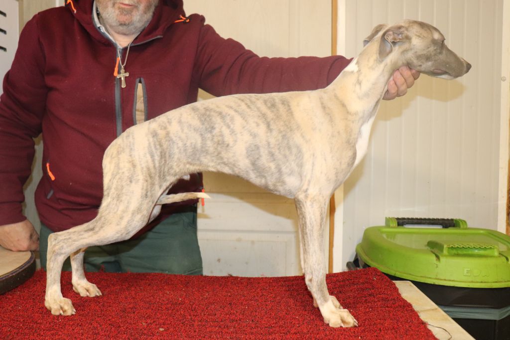 von Hoëhenzoller - Chiots disponibles - Whippet