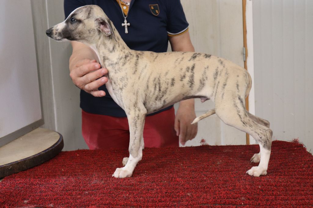 von Hoëhenzoller - Chiots disponibles - Whippet