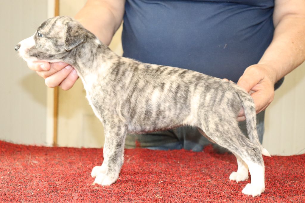 von Hoëhenzoller - Chiots disponibles - Whippet