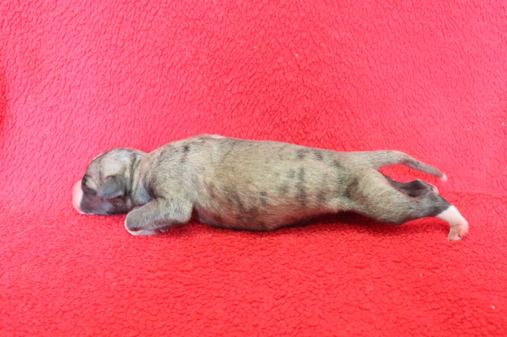 von Hoëhenzoller - Chiots disponibles - Whippet