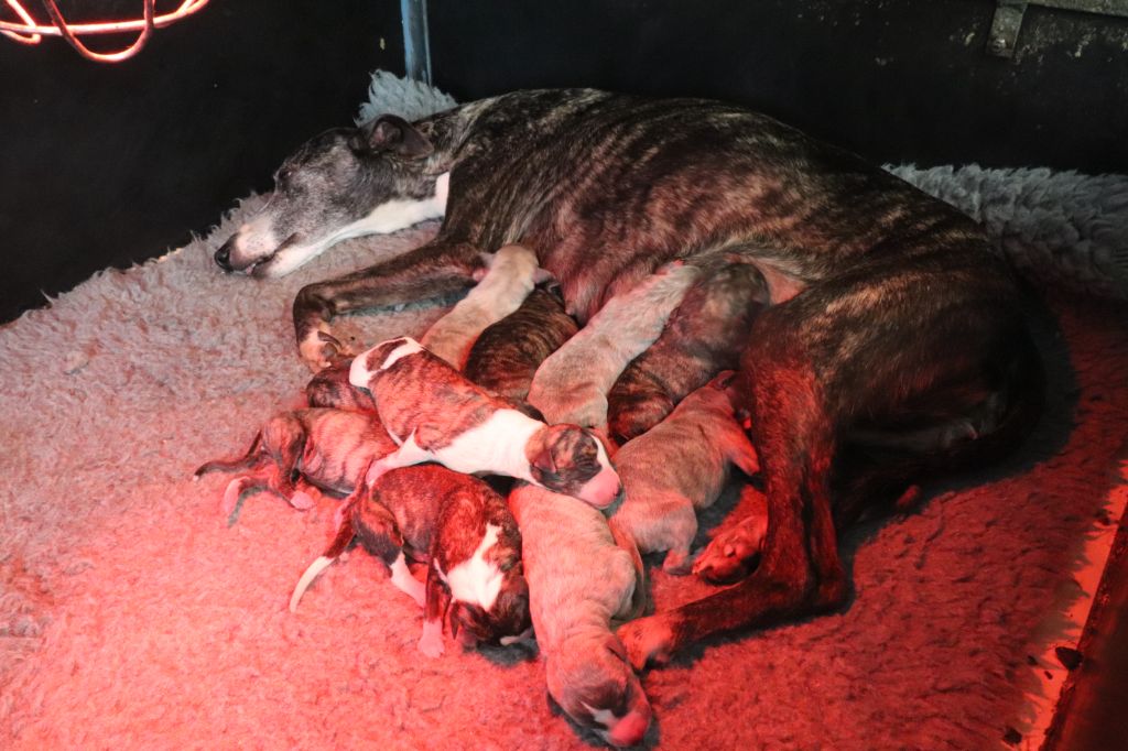 Chiot Whippet von Hoëhenzoller