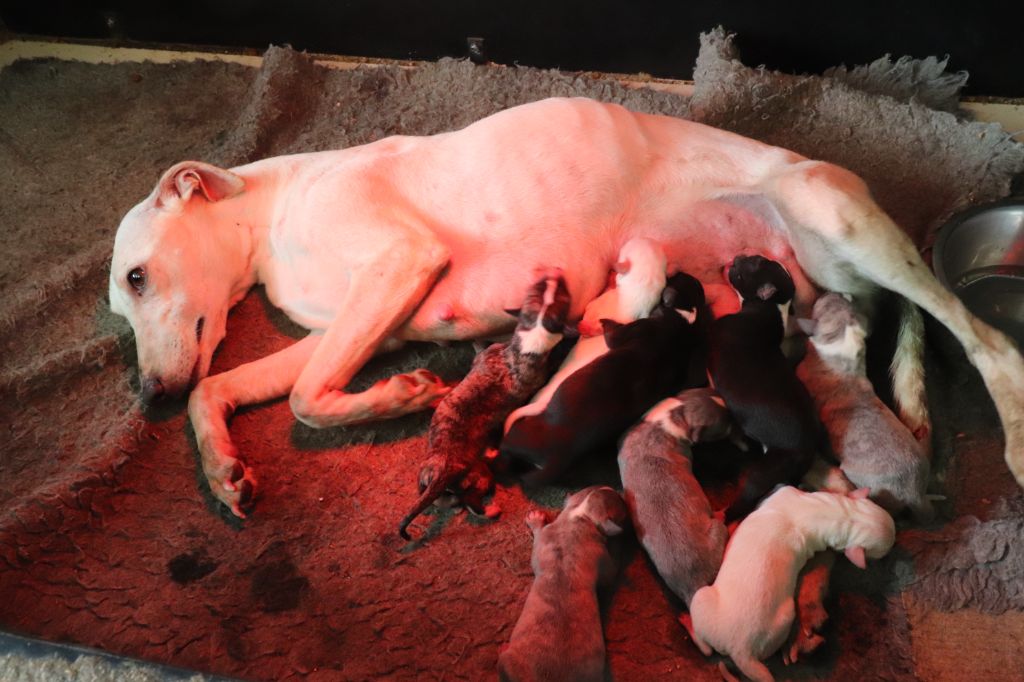 Chiot Whippet von Hoëhenzoller