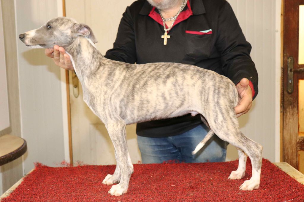 von Hoëhenzoller - Chiots disponibles - Whippet