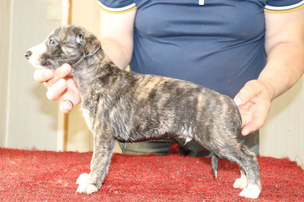 von Hoëhenzoller - Chiots disponibles - Whippet