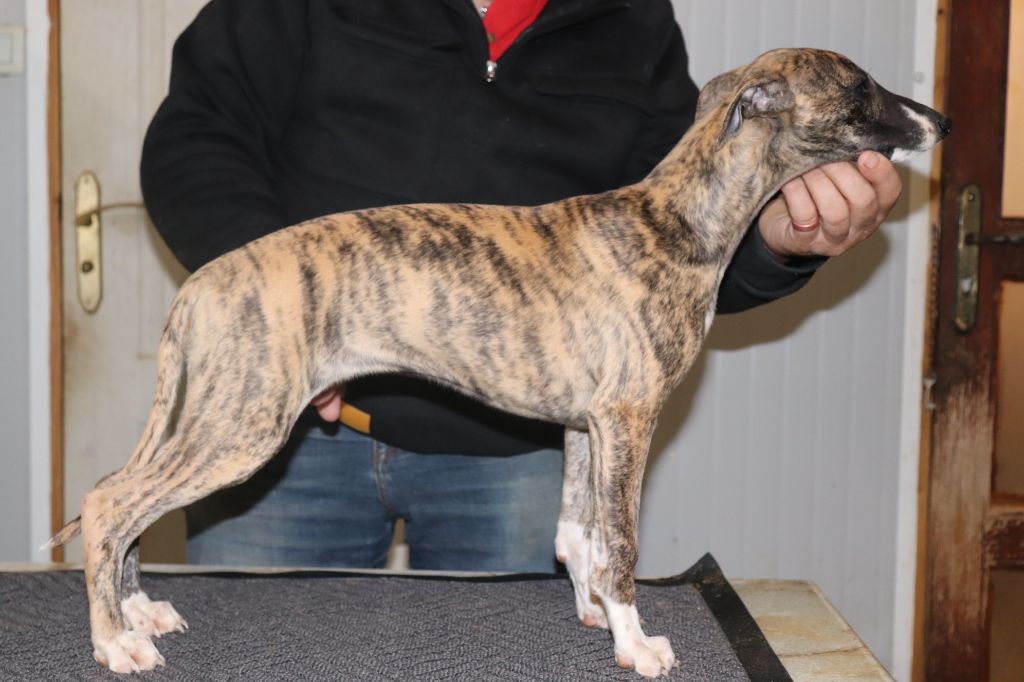von Hoëhenzoller - Chiots disponibles - Whippet