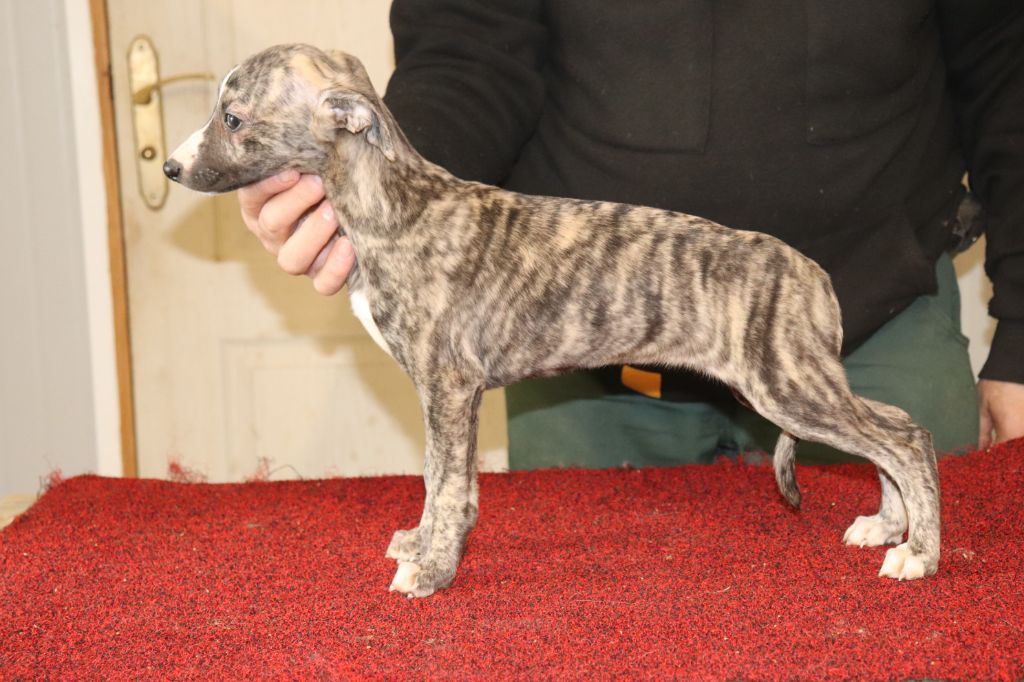 von Hoëhenzoller - Chiots disponibles - Whippet