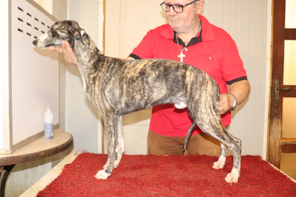 von Hoëhenzoller - Chiots disponibles - Whippet