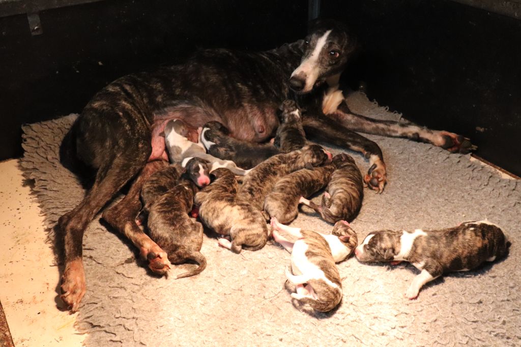Chiot Whippet von Hoëhenzoller