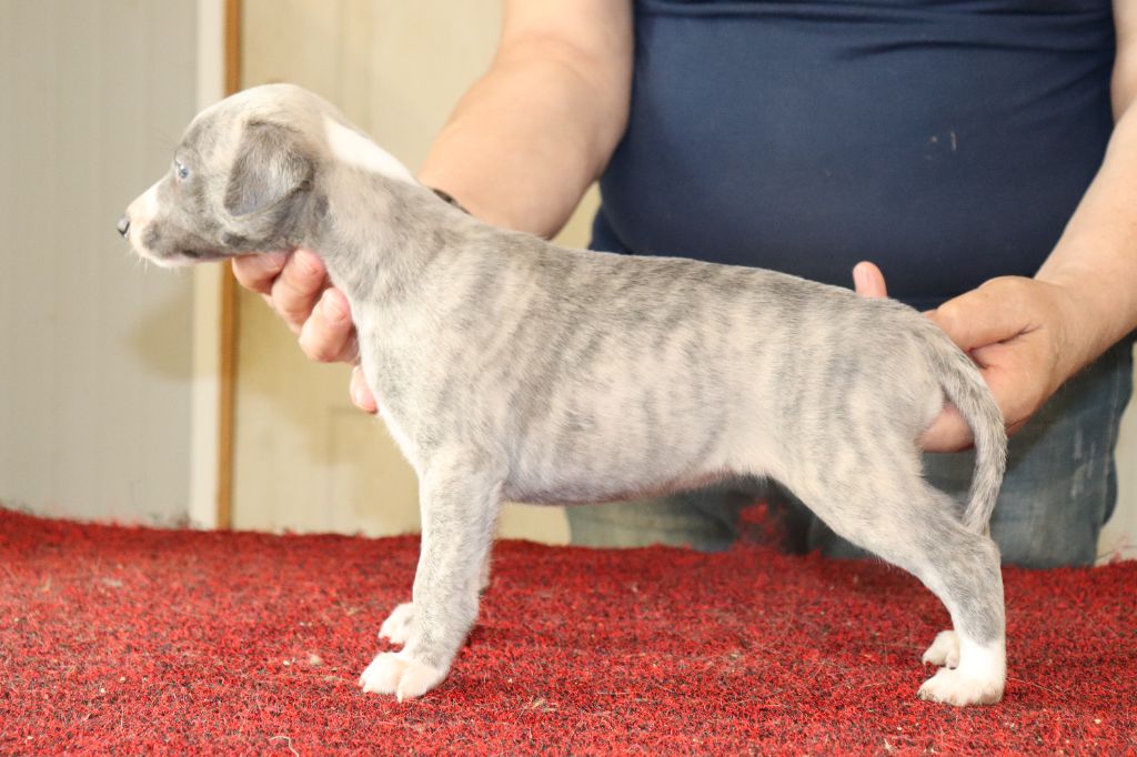 von Hoëhenzoller - Chiots disponibles - Whippet
