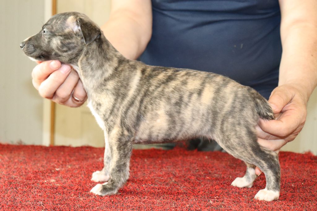von Hoëhenzoller - Chiots disponibles - Whippet