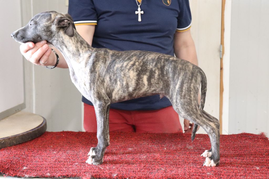 von Hoëhenzoller - Chiots disponibles - Whippet