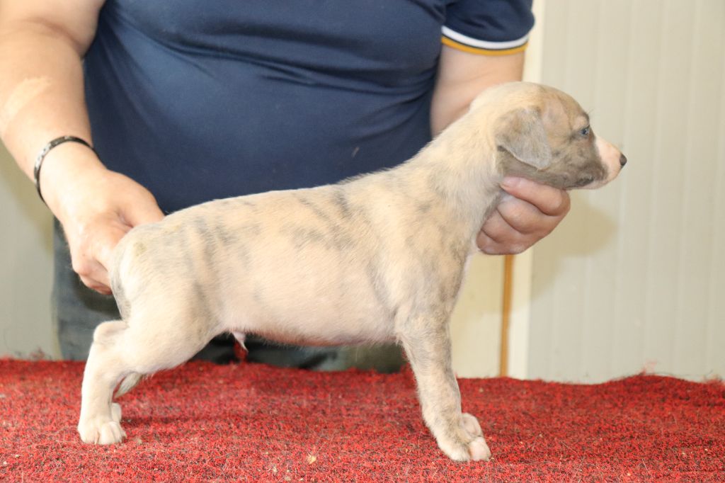 von Hoëhenzoller - Chiots disponibles - Whippet