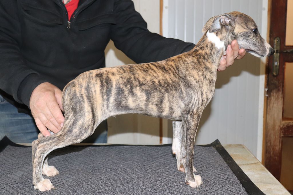 von Hoëhenzoller - Chiots disponibles - Whippet