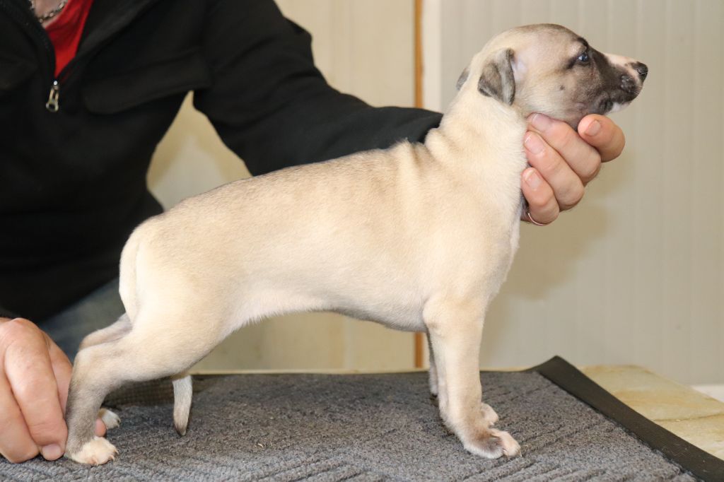 von Hoëhenzoller - Chiots disponibles - Whippet