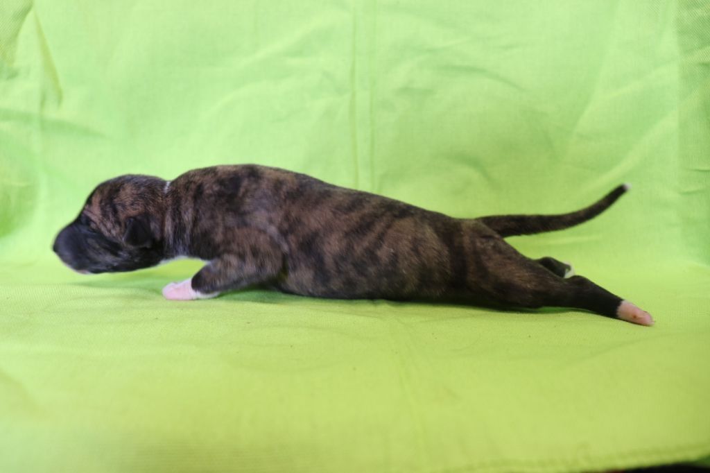 von Hoëhenzoller - Chiots disponibles - Whippet