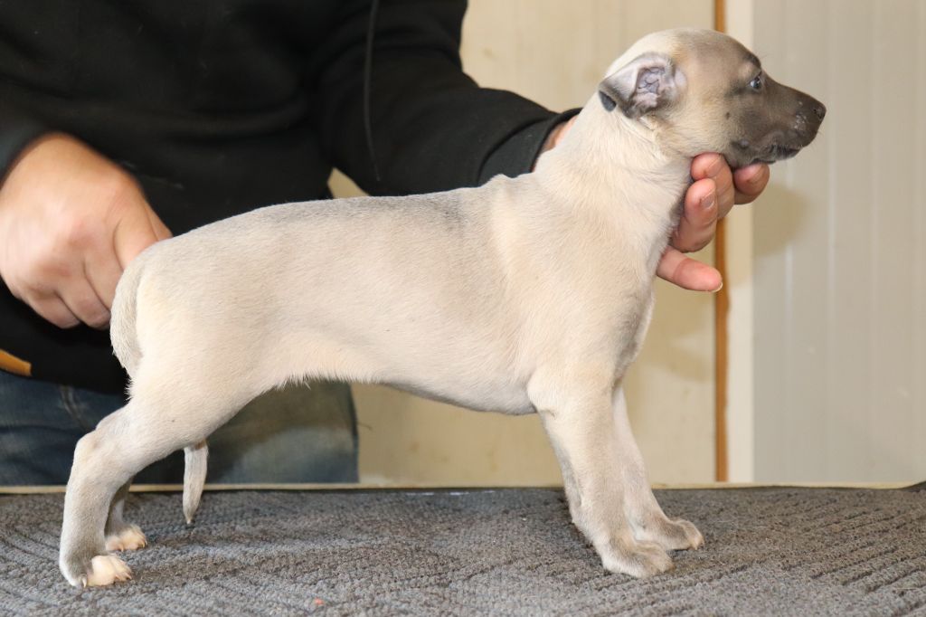 von Hoëhenzoller - Chiots disponibles - Whippet